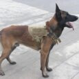 K9 Field Armor